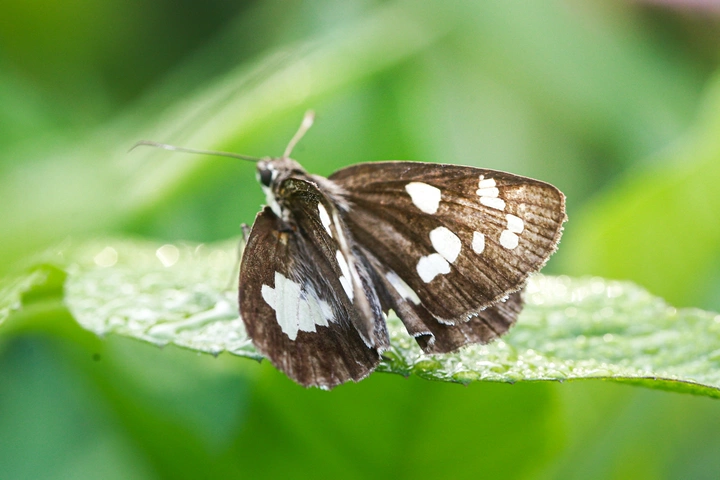 姜弄蝶 微距摄影欣赏