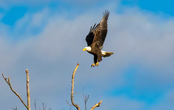 没有天敌的老鹰却越来越少