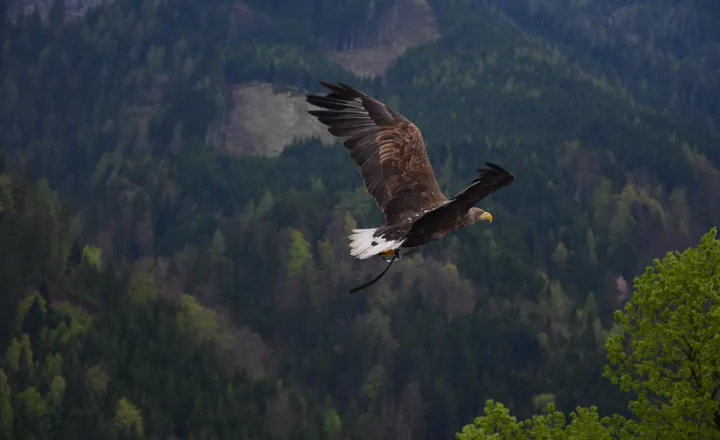 没有天敌的老鹰却越来越少