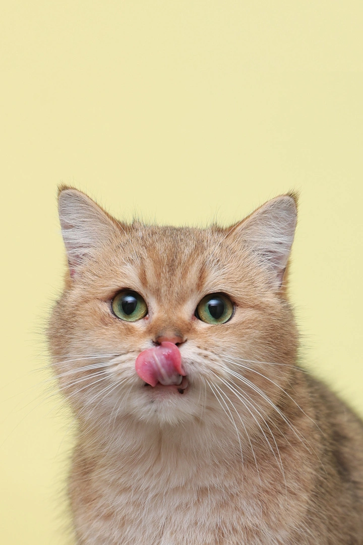 你家猫咪叫什么?