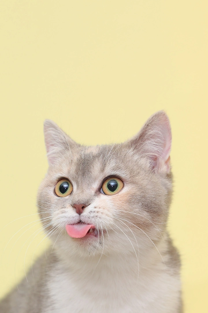 你家猫咪叫什么?