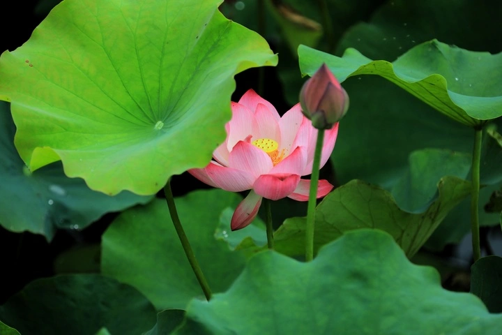 赏荷拍照打卡地