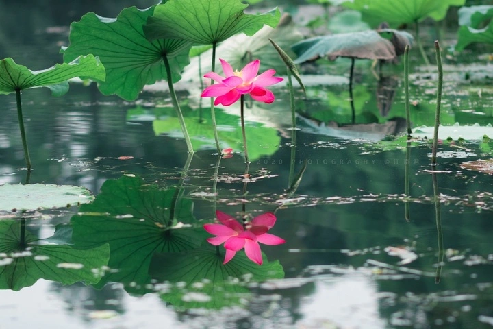 赏荷拍照打卡地