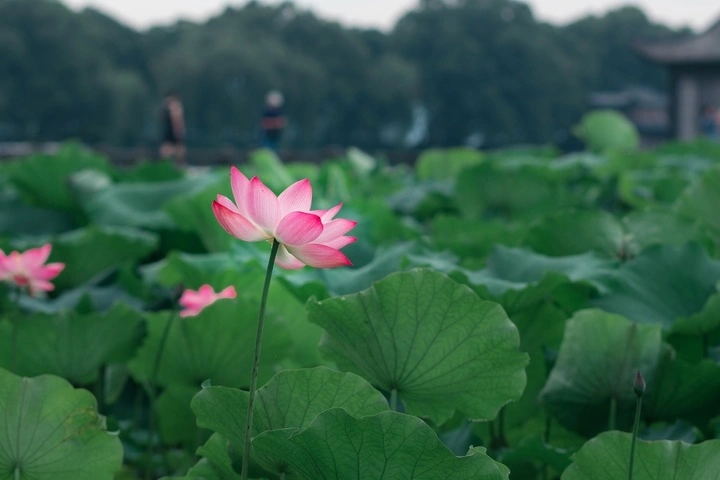 赏荷拍照打卡地