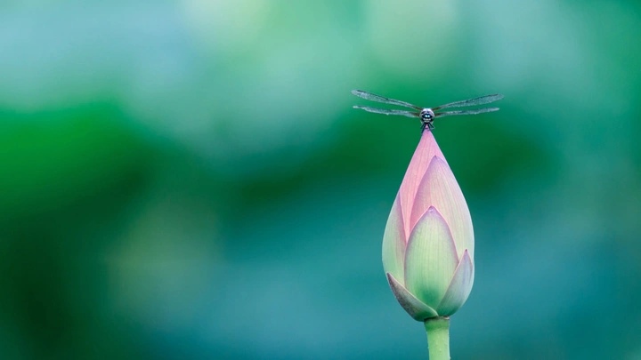 赏荷拍照打卡地