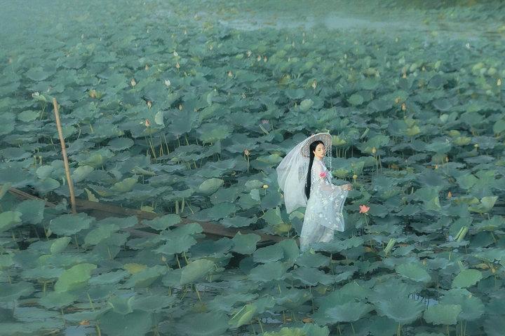 赏荷拍照打卡地