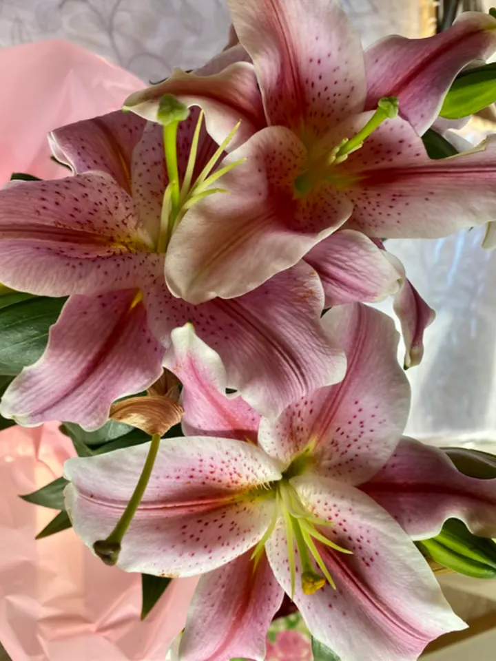 香水百合竟然不香