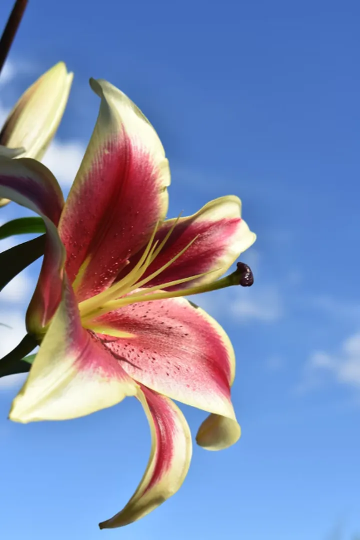 香水百合竟然不香