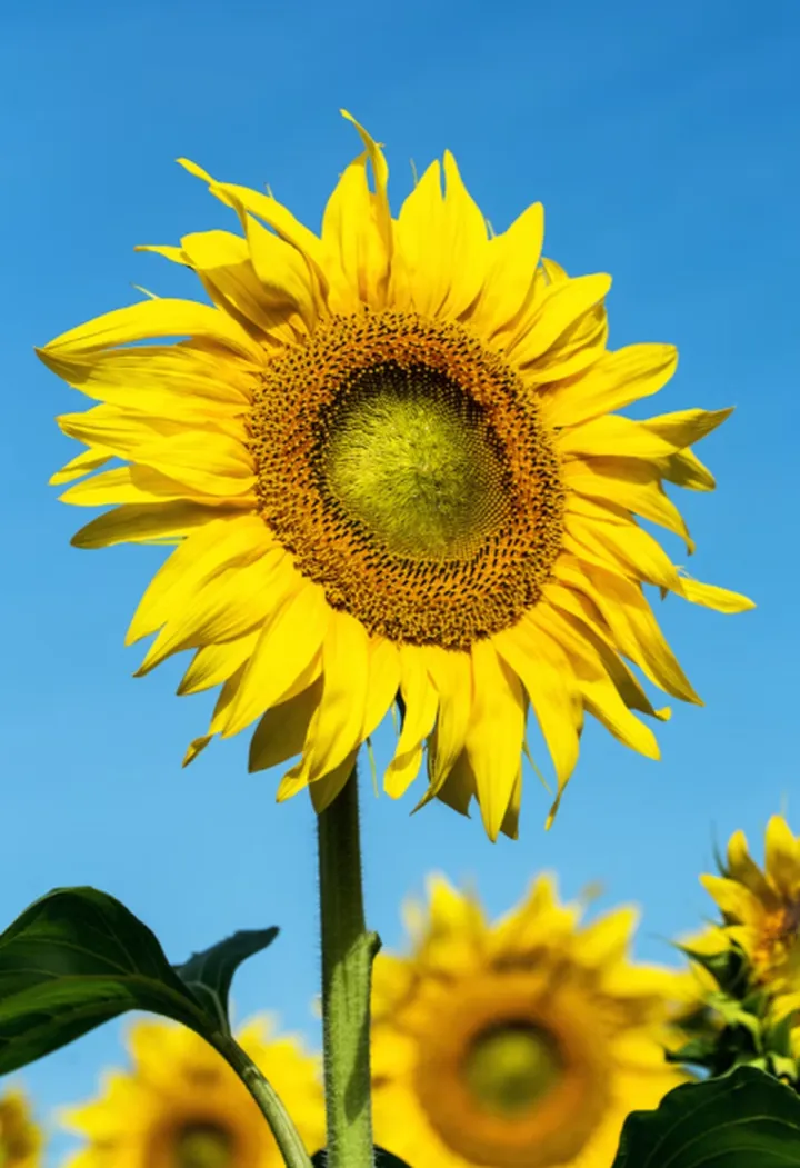 自然界的数字之谜