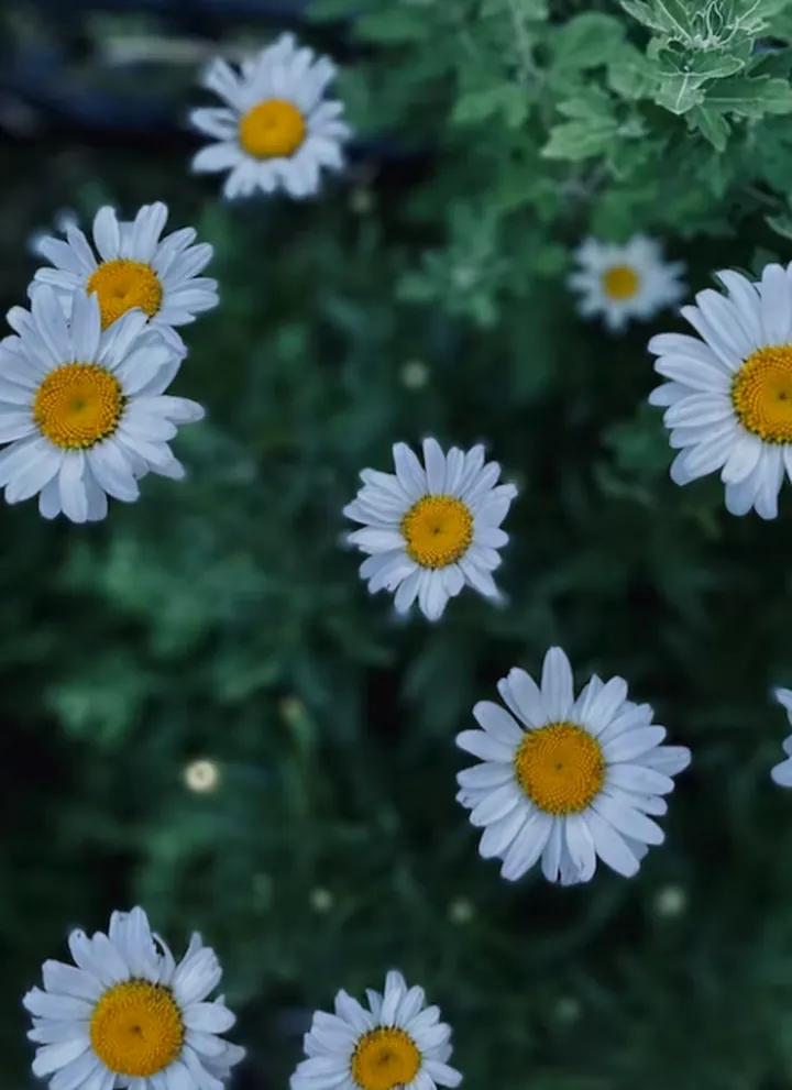 自然界的数字之谜