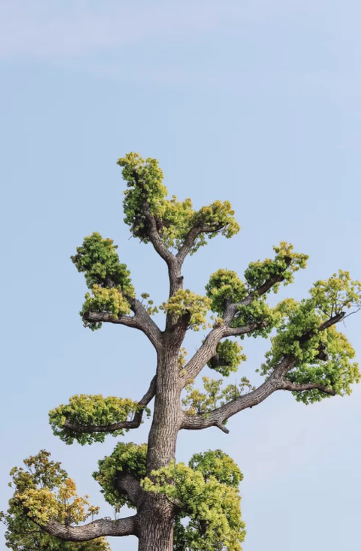 自然界的数字之谜