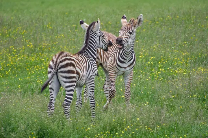 非洲美丽的风景线，对话魅力十足的斑马。