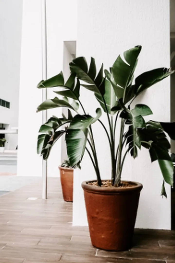 绿植摆放的大学问