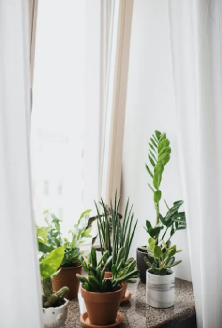 绿植摆放的大学问