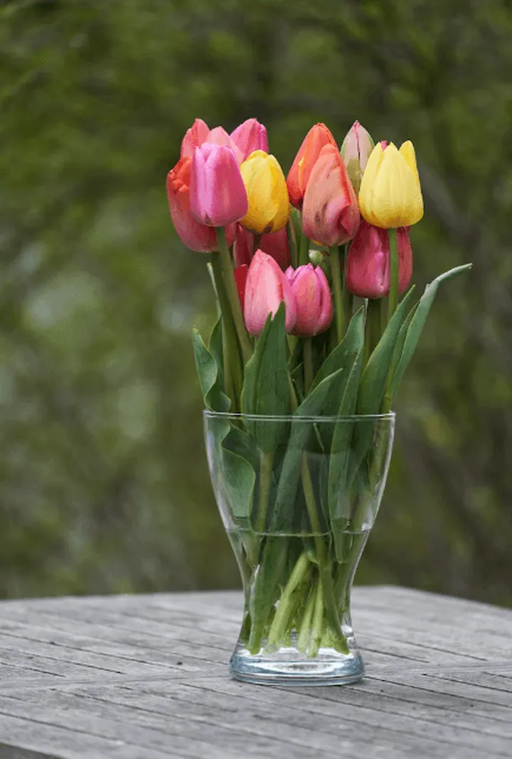 你真的会养花吗