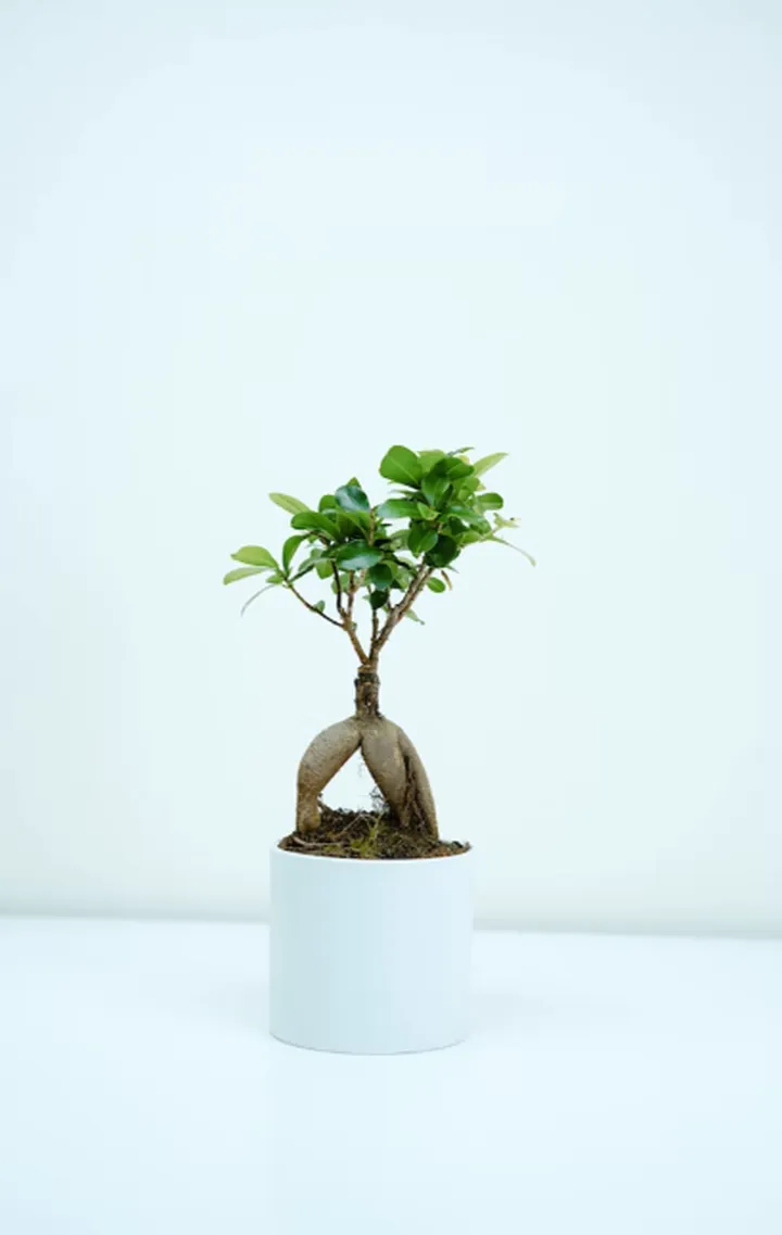 每天在书房里盯着电脑?需要绿植缓解一下眼睛疲劳。