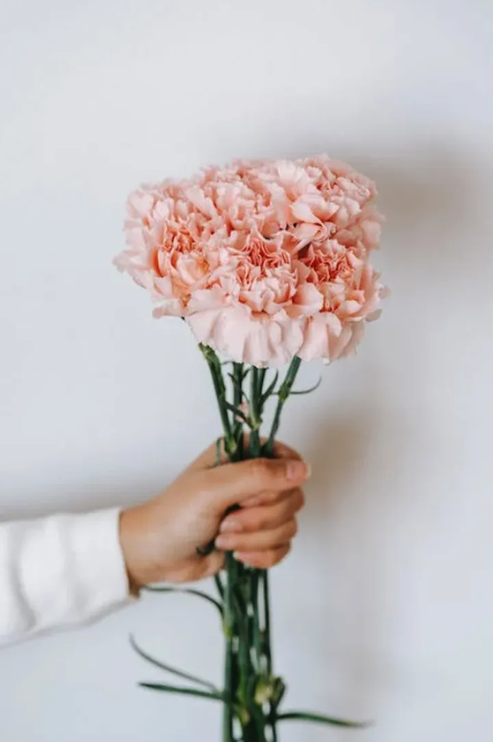 土象星座专属幸运花