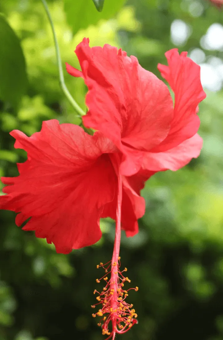 土象星座专属幸运花