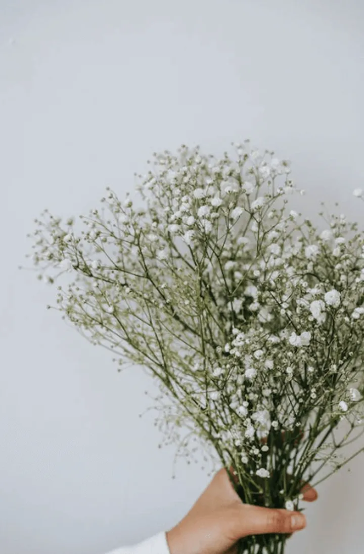 土象星座专属幸运花