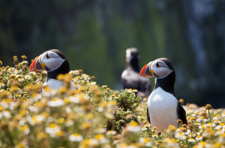 盘点生活在北极圈的生物精灵