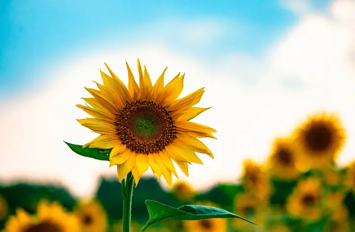 向日葵的小秘密