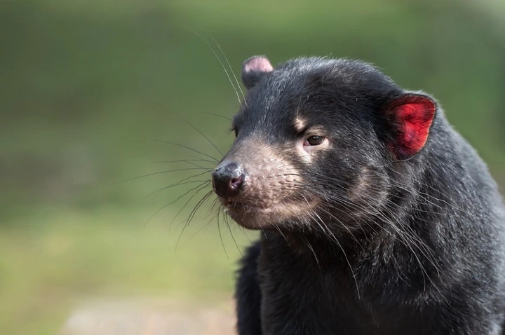 一分钟带你走近袋獾的奇妙世界