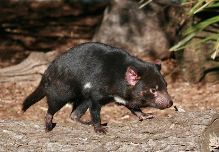 一分钟带你走近袋獾的奇妙世界