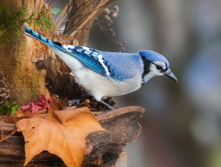 揭晓3个关于鸟类羽毛不为人知的小秘密
