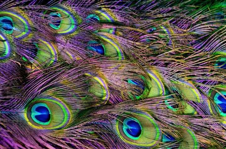 揭晓3个关于鸟类羽毛不为人知的小秘密