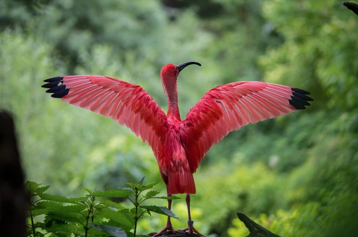 揭晓3个关于鸟类羽毛不为人知的小秘密