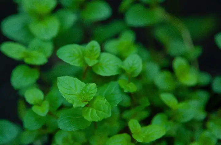 薄荷妙用知多少