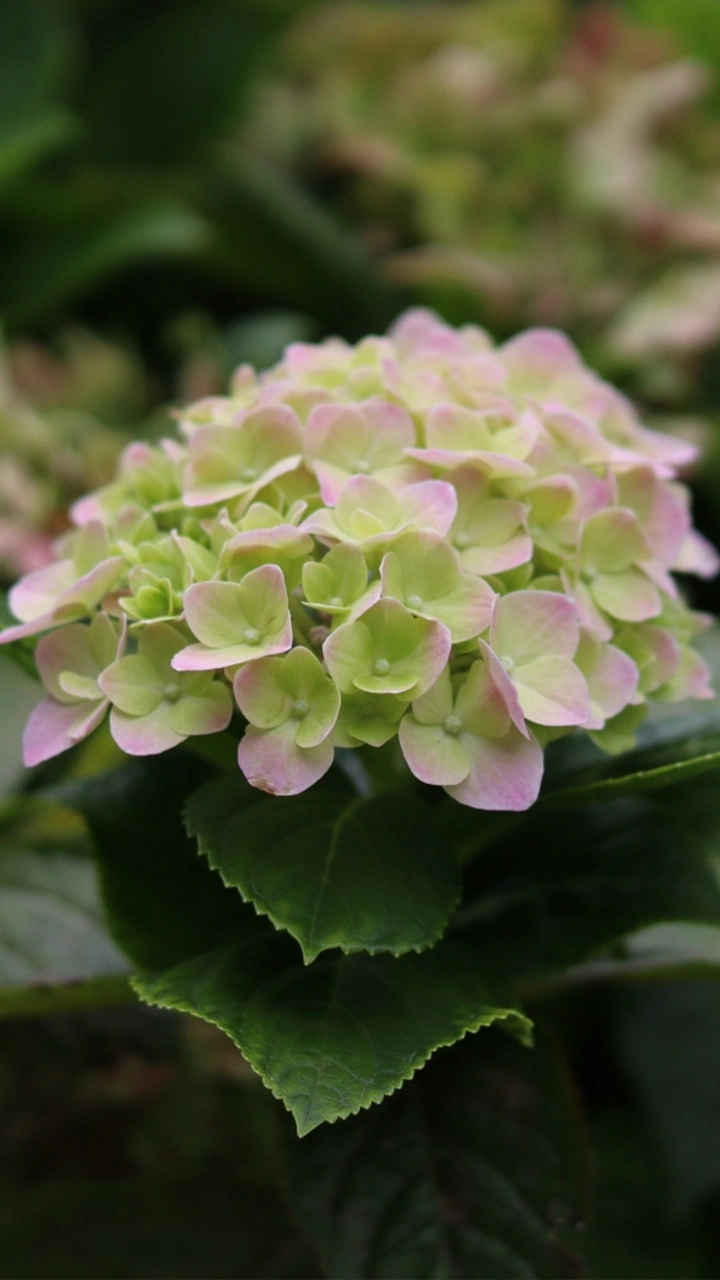 绣球花调色方法大揭秘