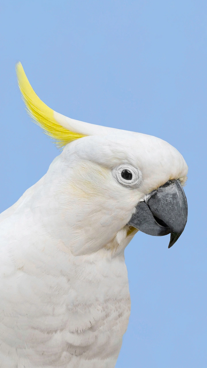 鸟类中的哈士奇