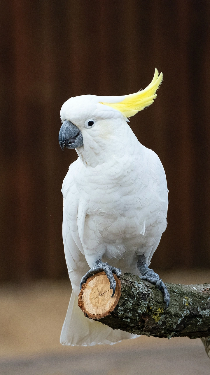 鸟类中的哈士奇
