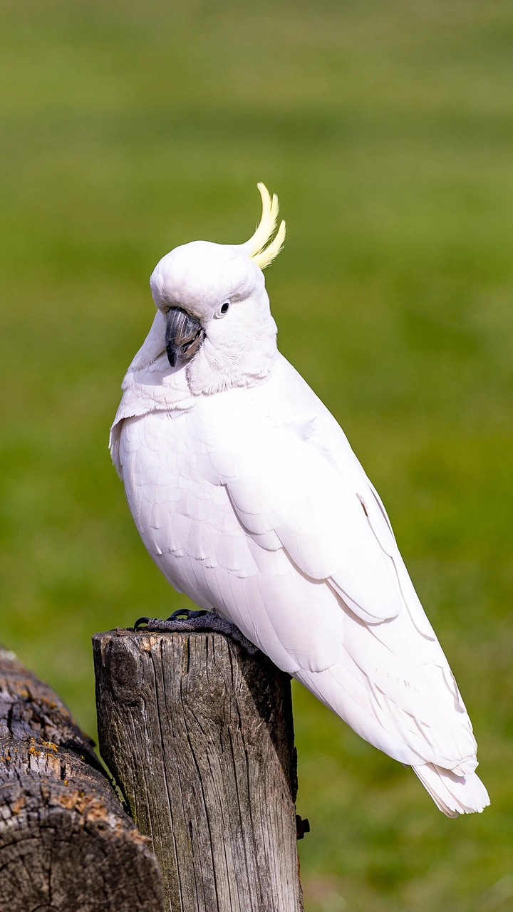 鸟类中的哈士奇
