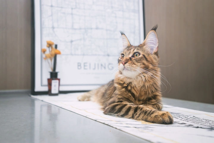 最像狮子的猫咪品种