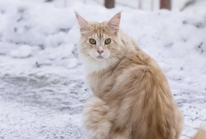 最像狮子的猫咪品种