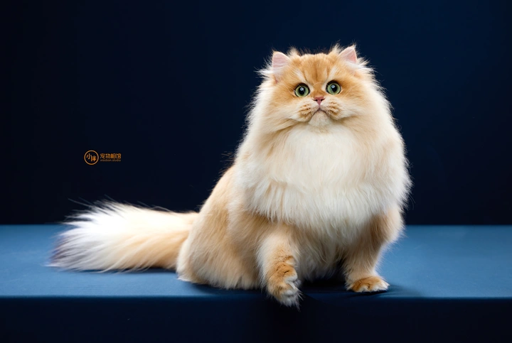 最像狮子的猫咪品种