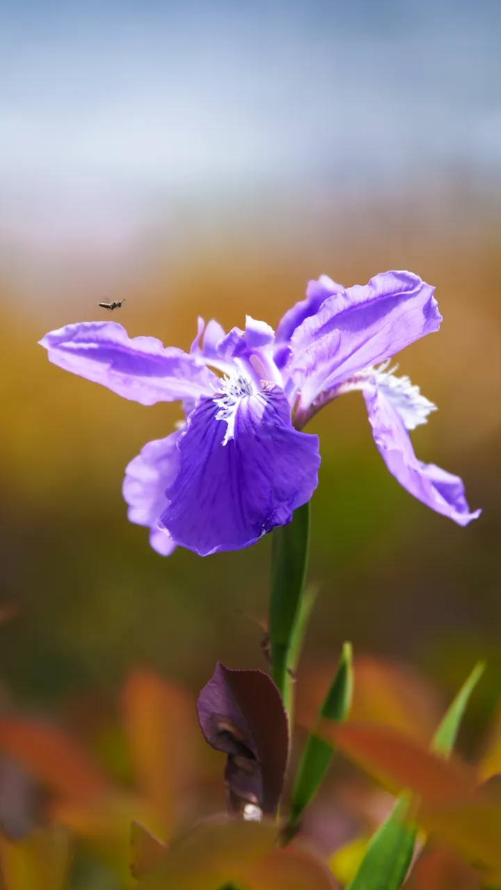 光明与自由的使者