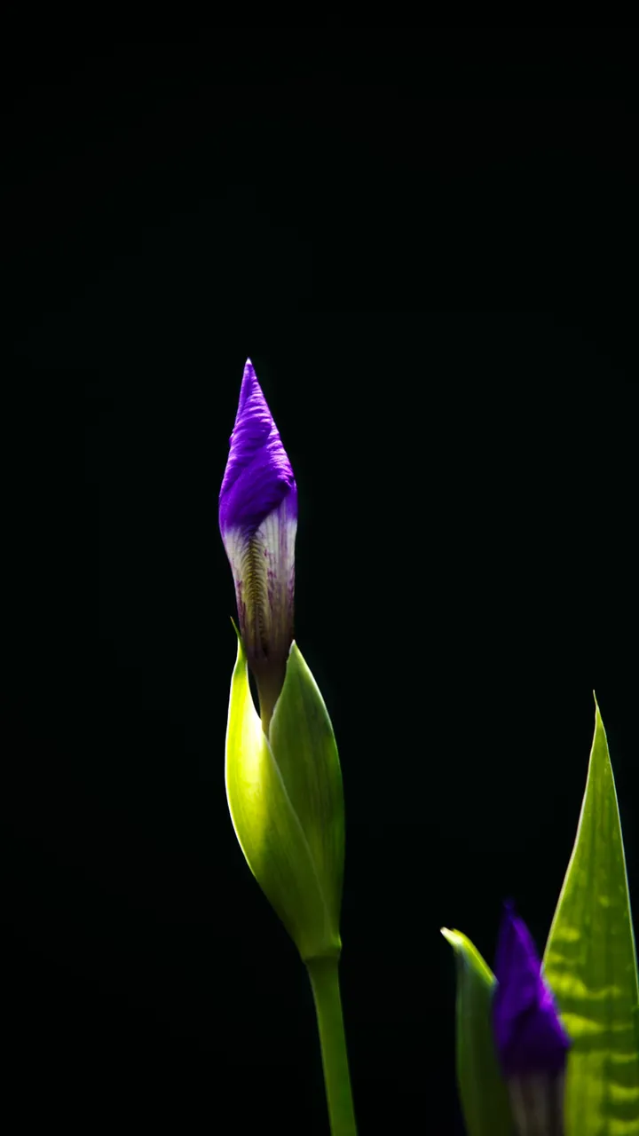 光明与自由的使者