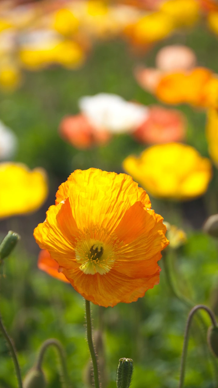 阳光下盛开的虞美人