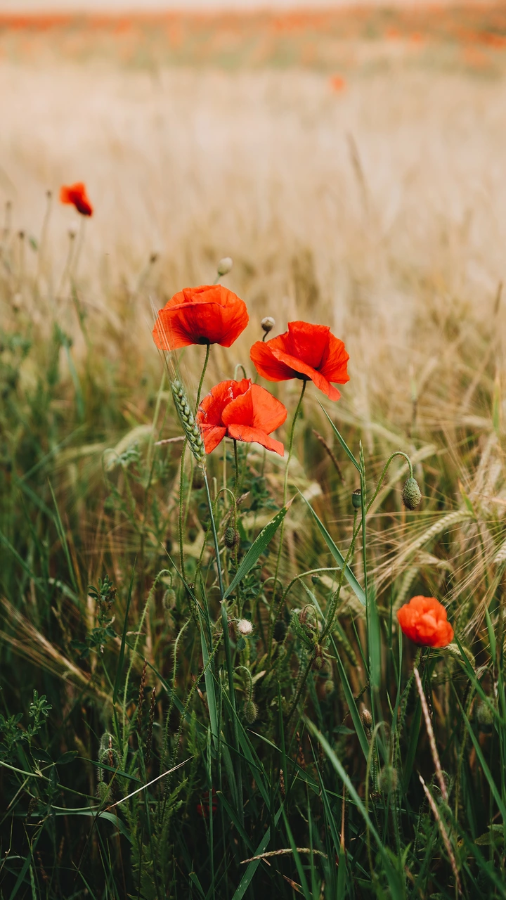 阳光下盛开的虞美人