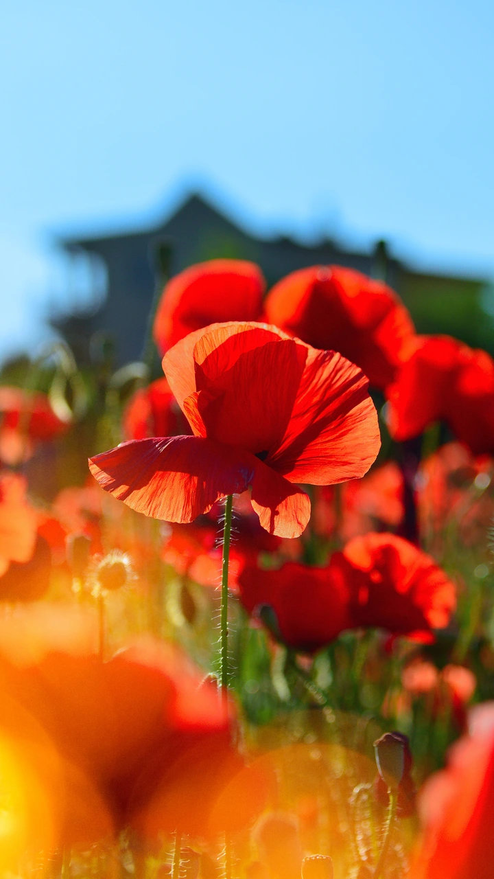 阳光下盛开的虞美人