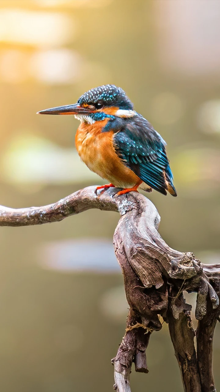 翠鸟的有趣小知识