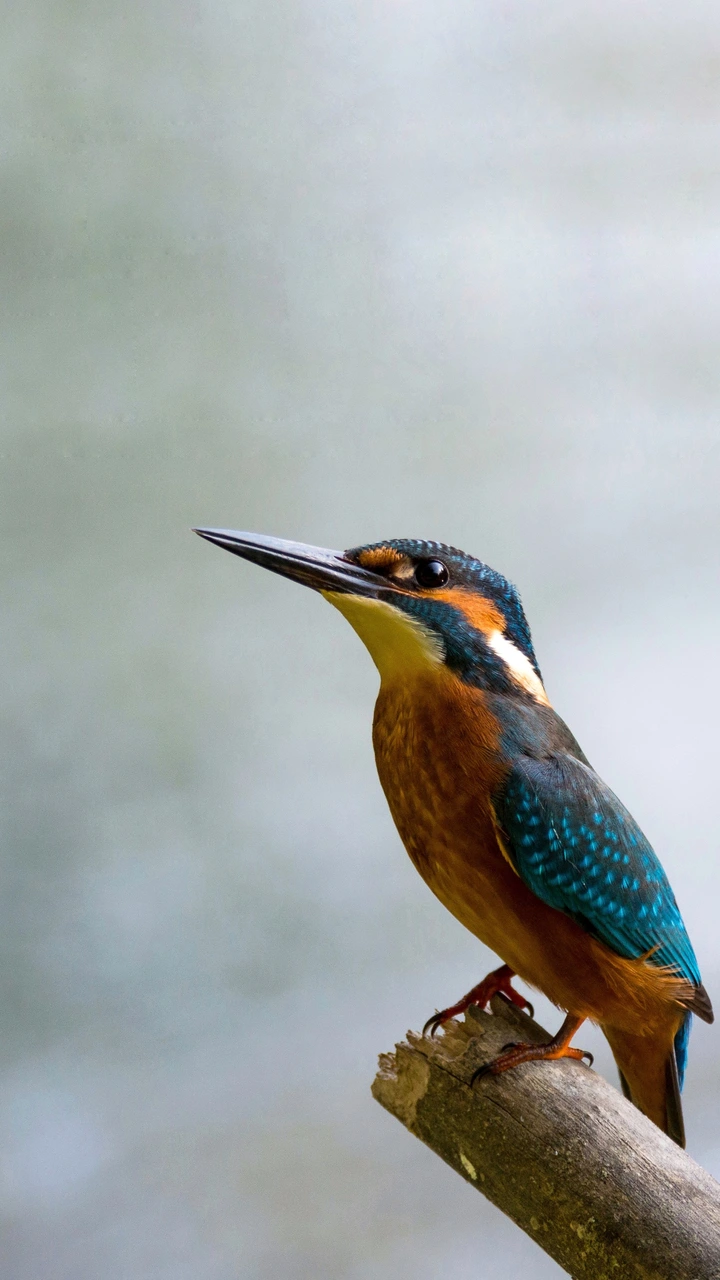 翠鸟的有趣小知识