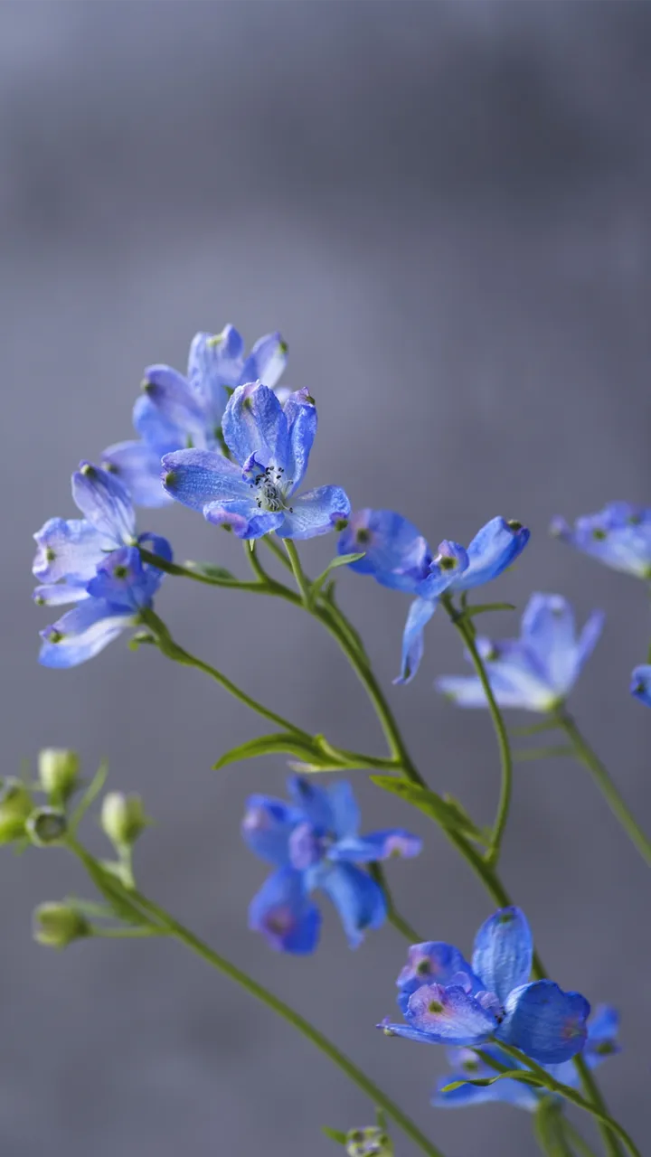 蓝色小飞燕的养护技巧