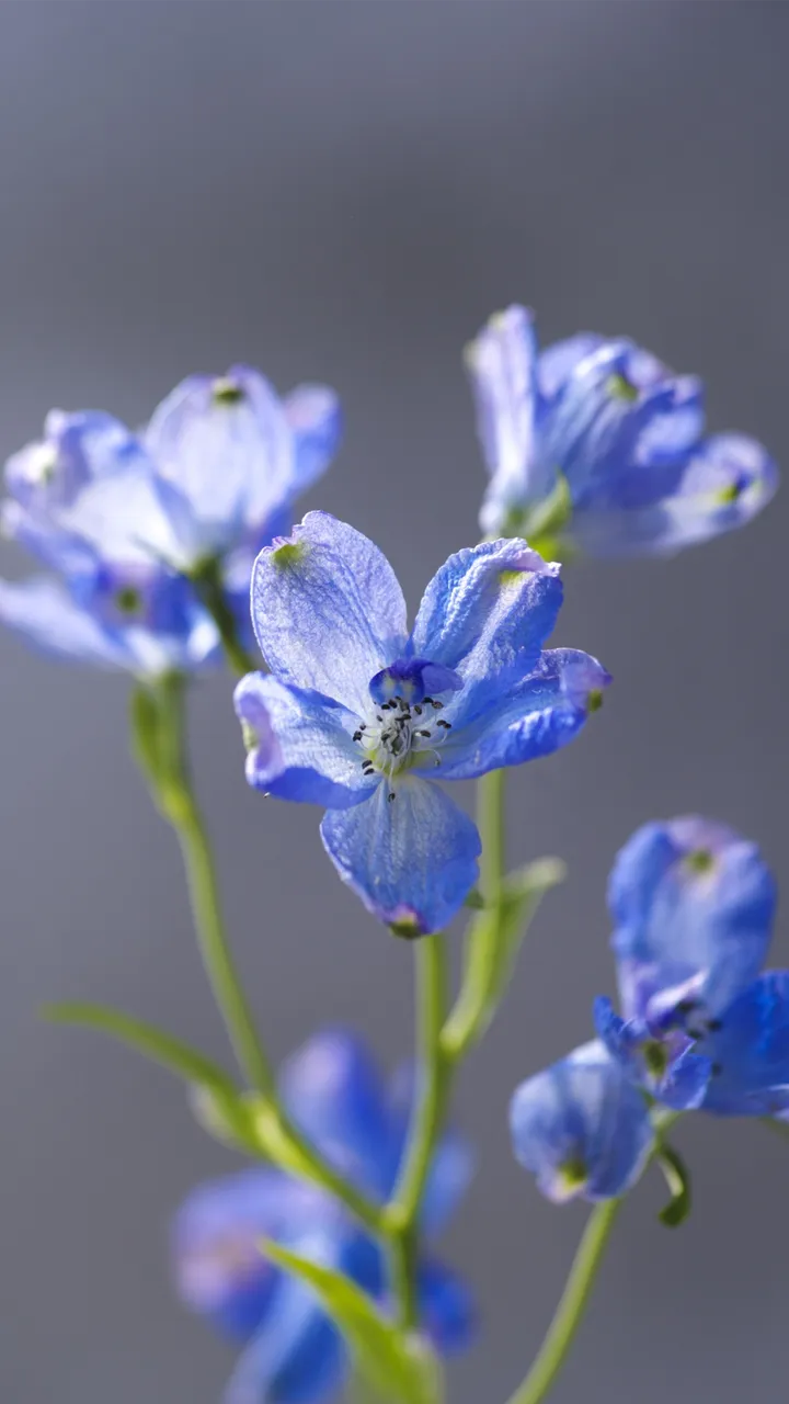蓝色小飞燕的养护技巧