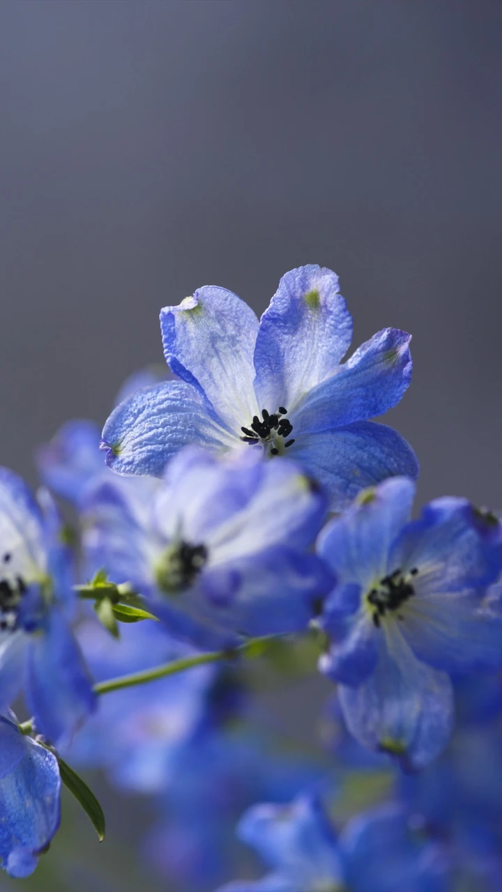 蓝色小飞燕的养护技巧