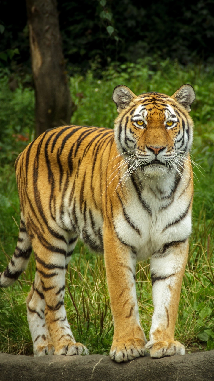 揭开森林之王的神秘面纱