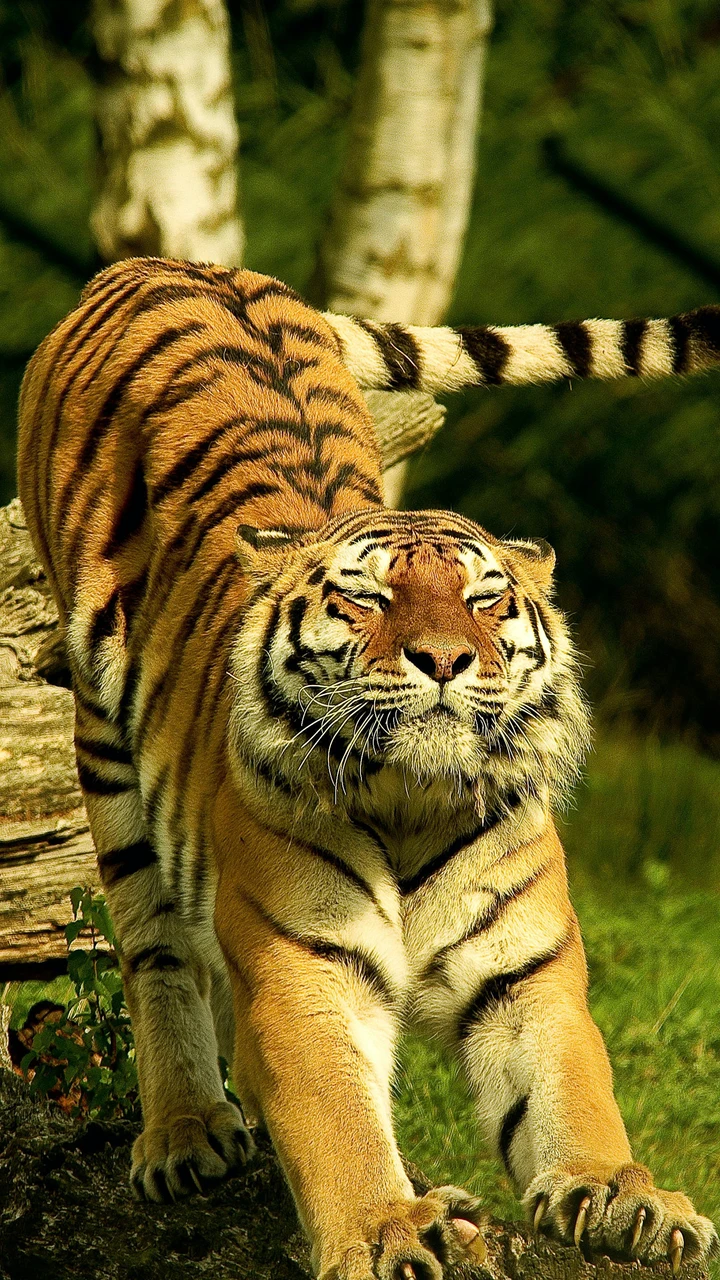 揭开森林之王的神秘面纱